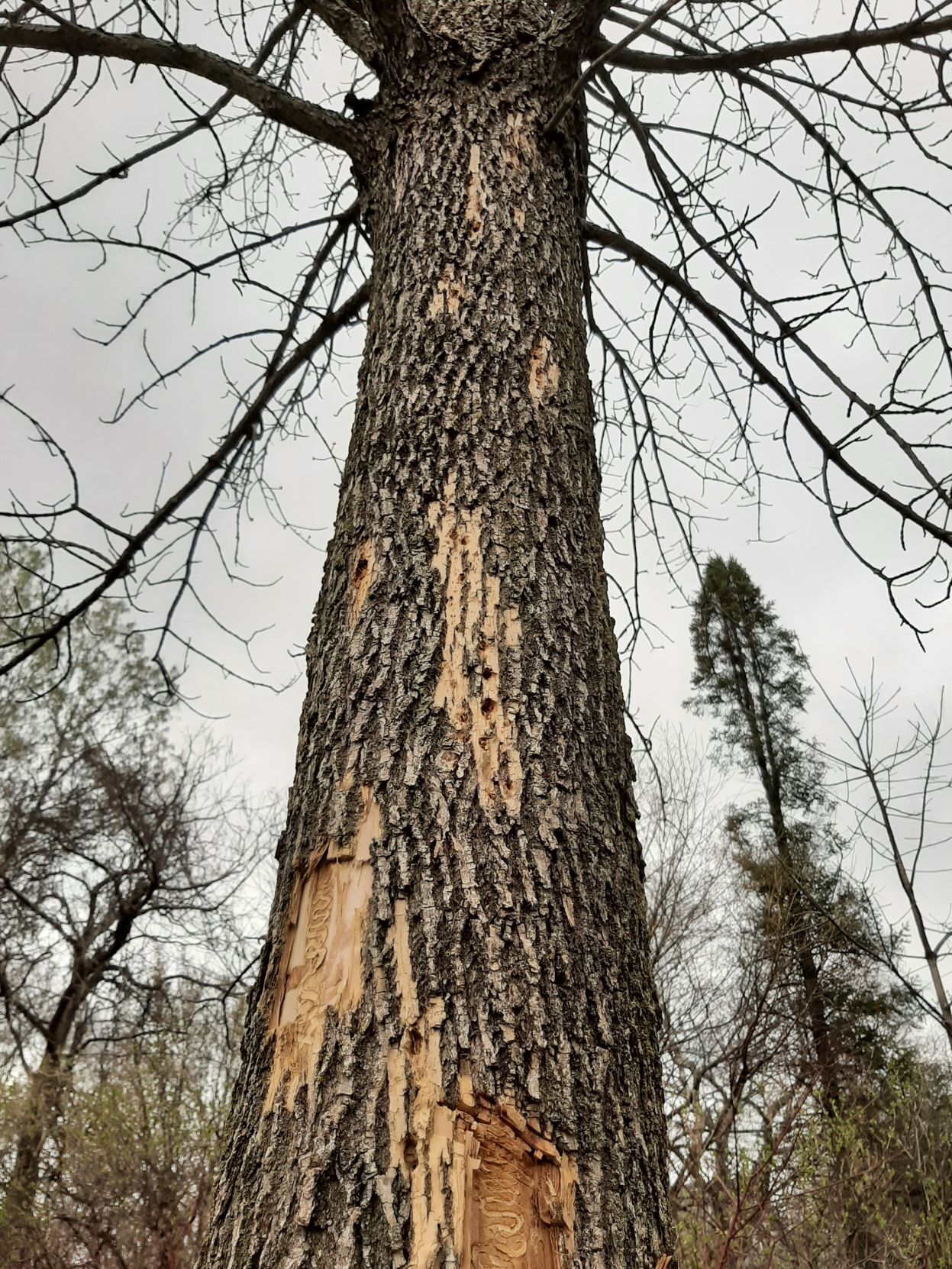 Sick ash tree
